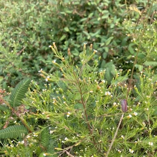 Irish-lace (Tagetes filifolia)-i