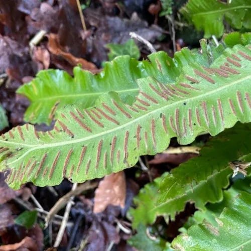 コタニワタリ（小谷渡） (Asplenium scolopendrium)-i