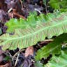 コタニワタリ（小谷渡） (Asplenium scolopendrium)-i