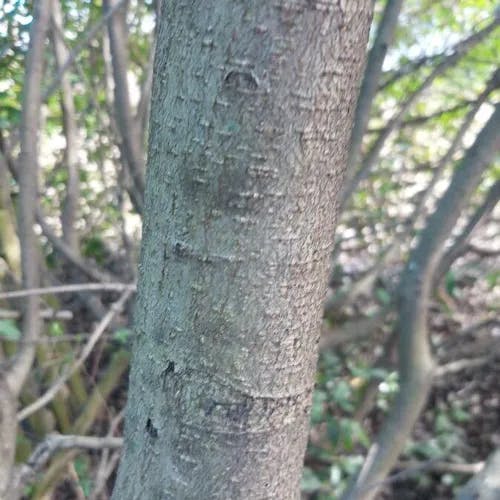 オオカナメモチ（大要黐） (Photinia serratifolia)-i