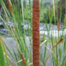 ヒメガマ（姫蒲） (Typha domingensis)-i