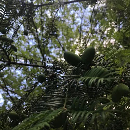 カヤ（茅） (Torreya nucifera)-i