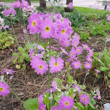 トキワコザクラ（常盤小桜）