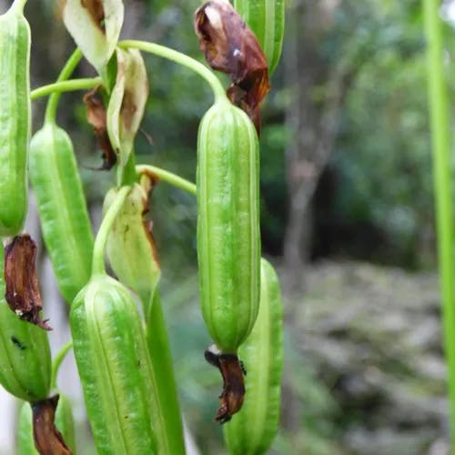 コウトウシラン（紅頭紫蘭） (Spathoglottis plicata)-i