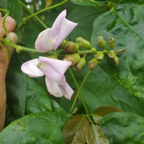 タチナタマメ（立鉈豆） (Canavalia ensiformis)-i