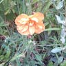 Spanish poppy (Papaver rupifragum)-i