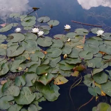 White water-lily