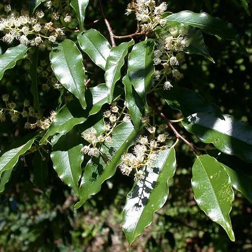 リンボク（橉木） (Prunus spinulosa)-i