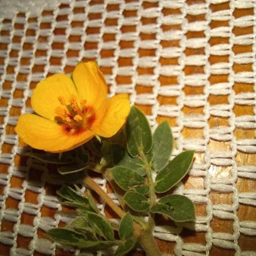 Arizona poppy (Kallstroemia grandiflora)-i