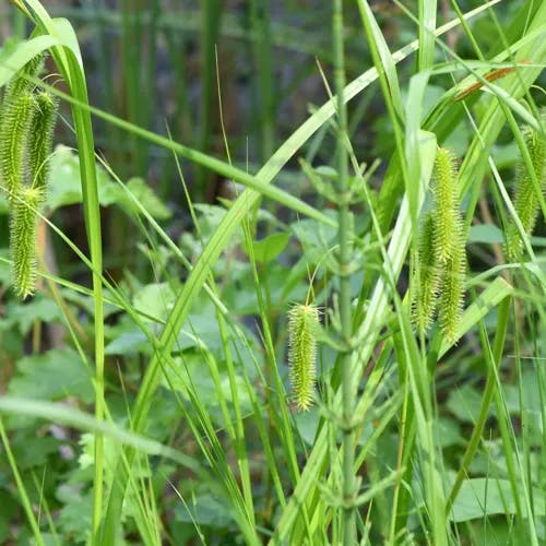 タヌキラン（狸蘭） (Carex podogyna)-i