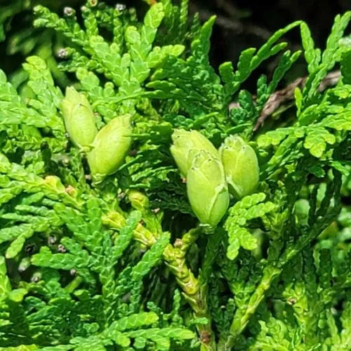 Japanese spiraea (Spiraea japonica)-i