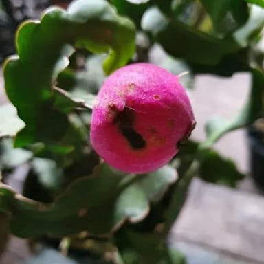 Climbing cactus