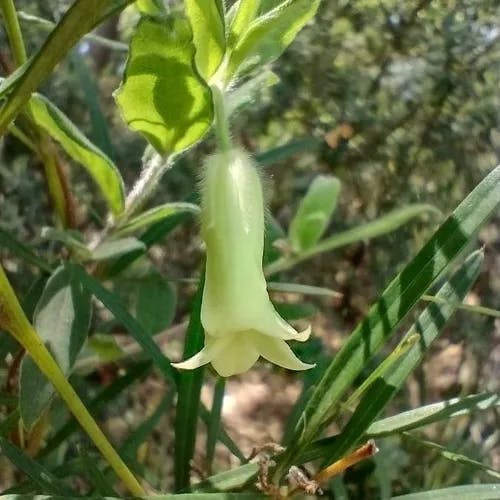 Apple-berry (Billardiera scandens)-i