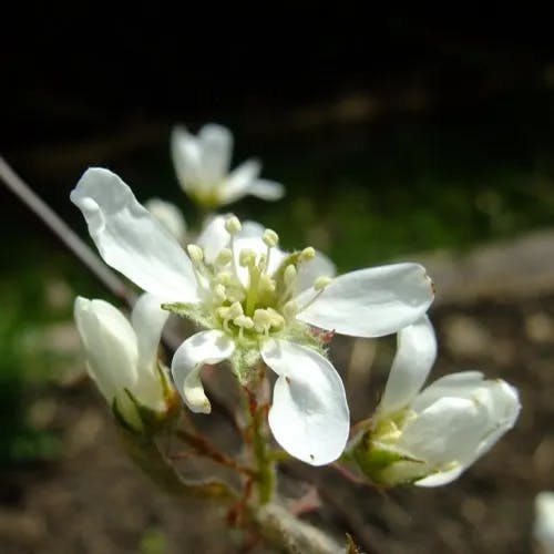 Allegheny serviceberry (Amelanchier arborea)-i