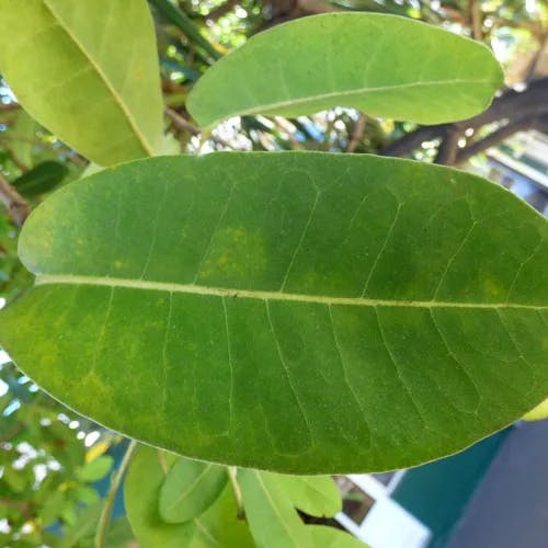 モモイロノウゼン（桃色凌霄花） (Tabebuia pallida)-i