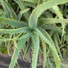 アロエ（蘆薈） (Aloe arborescens)-i