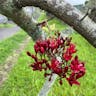 Fuchsia-tree (Schotia brachypetala)-i