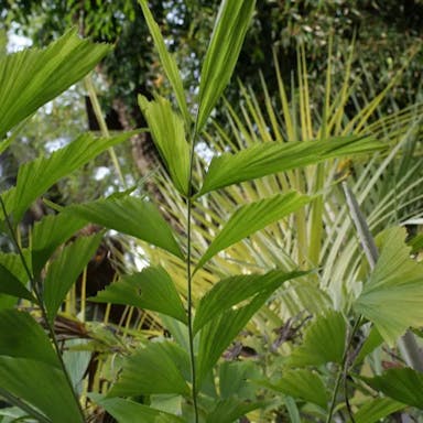 Jaggery palm