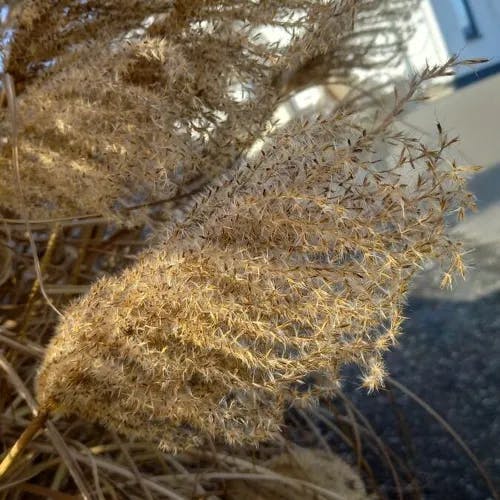 ススキ（薄） (Miscanthus sinensis)-i