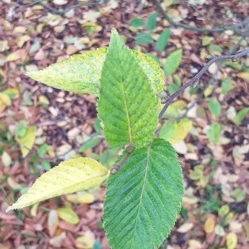 アサダ（浅田） (Ostrya japonica)-i