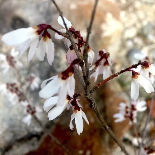 ウチワノキ（団扇木） (Abeliophyllum distichum)-i