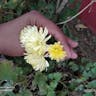 キク（菊） (Chrysanthemum morifolium)-i