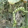 クリカボチャ（栗南瓜） (Cucurbita maxima)-i