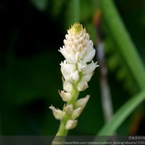 ソクシンラン（束心蘭） (Aletris spicata)-i