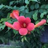 アメリカノウゼンカズラ（亜米利加凌霄花） (Campsis radicans)-i