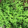 Garden selaginella (Selaginella kraussiana)-i