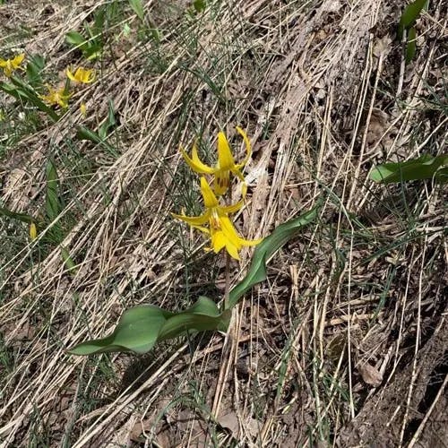 Avalanche-lily (Erythronium grandiflorum)-i