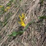 Avalanche-lily (Erythronium grandiflorum)-i