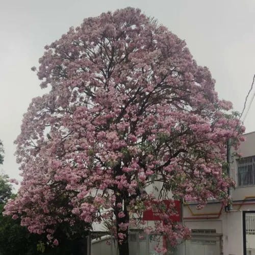 Pink poui (Tabebuia rosea)-i