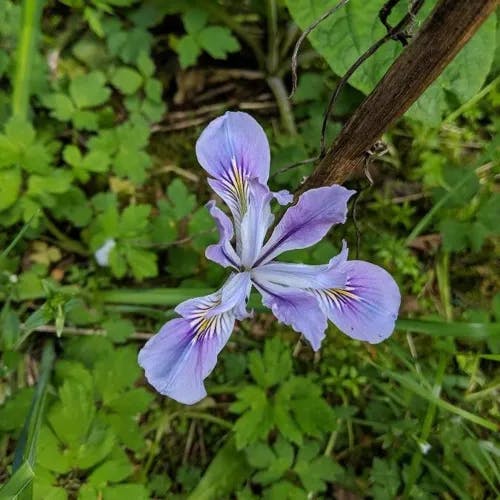 Toughleaf iris (Iris tenax)-i