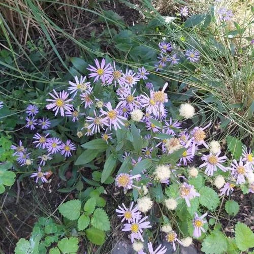 European michaelmas daisy (Aster amellus)-i