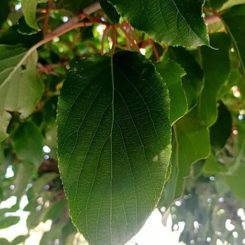 Baby kiwi (Actinidia arguta)-i