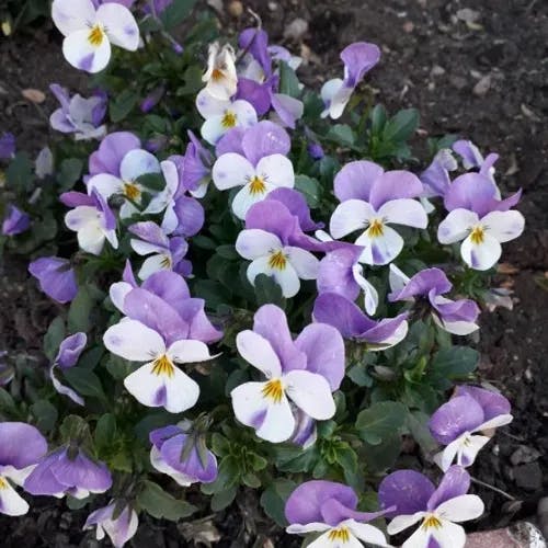 サンシキスミレ（三色菫） (Viola tricolor)-i
