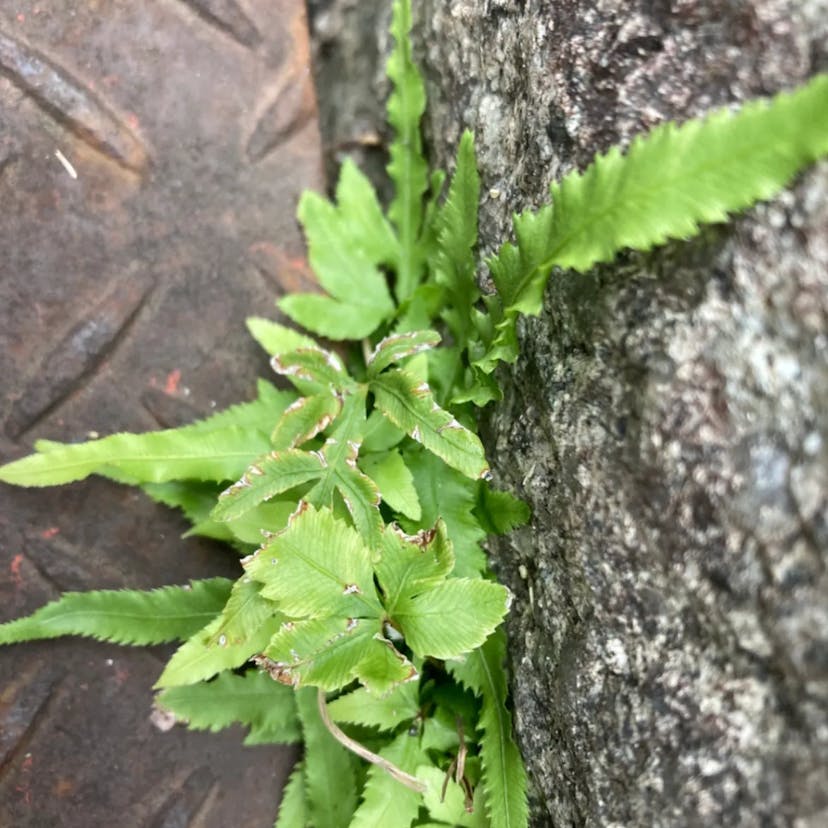 イノモトソウ（井口辺草） (Pteris multifida)-i