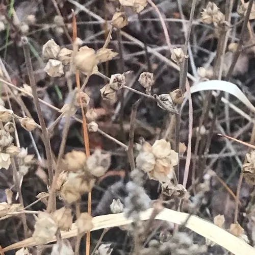 ノミノツヅリ（蚤の綴り） (Arenaria serpyllifolia)-i