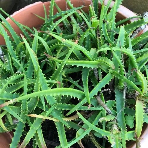 アロエ（蘆薈） (Aloe arborescens)-i