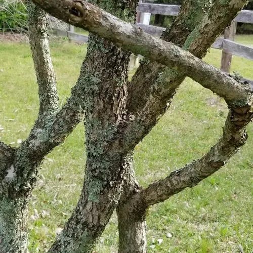 American fringetree (Chionanthus virginicus)-i