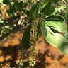 Black titi (Cyrilla racemiflora)-i