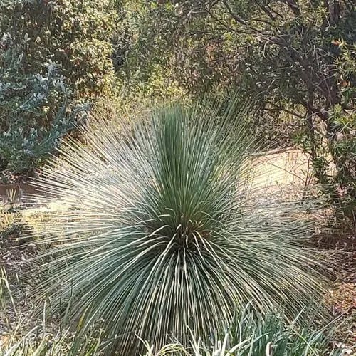 Grass tree (Xanthorrhoea quadrangulata)-i