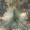 Grass tree (Xanthorrhoea quadrangulata)-i