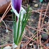 サフラン（蕃紅花） (Crocus sativus)-i
