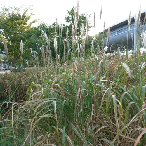 オギ（荻） (Miscanthus sacchariflorus)-i