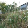 オギ（荻） (Miscanthus sacchariflorus)-i