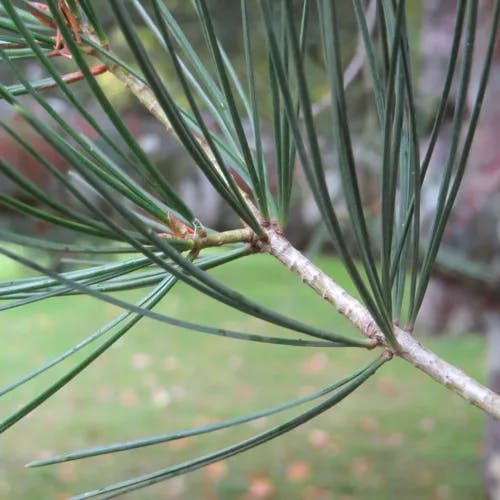 シロマツ（白松） (Pinus bungeana)-i