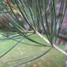 Lacebark pine (Pinus bungeana)-i