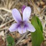 スミレ（菫） (Viola mandshurica)-i